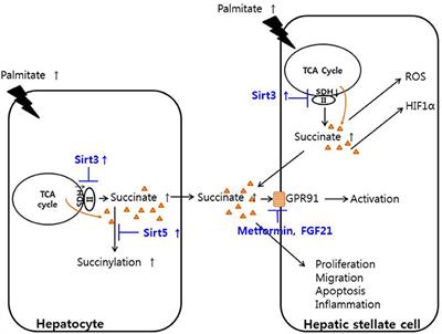 Succinate as a Regulator of Hepatic Stellate Cells in Liver Fibrosis